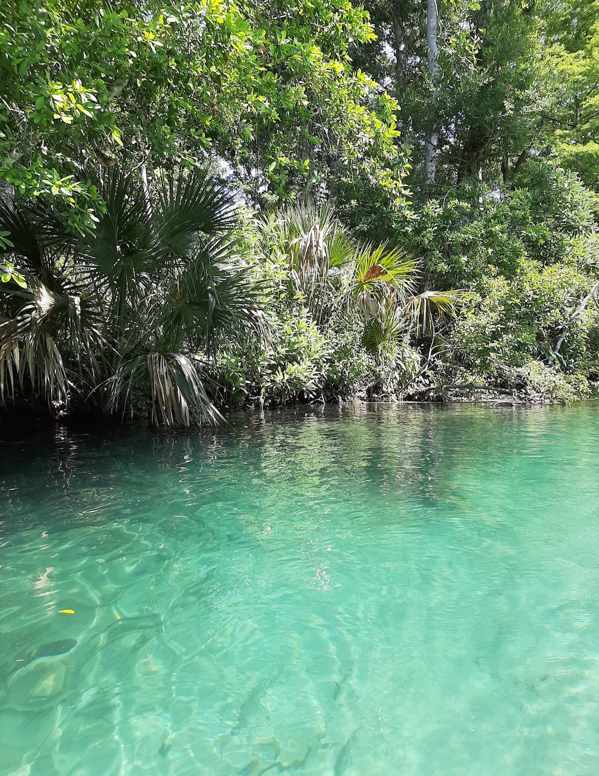 Lush greenery borders the serene, crystal-clear water of the Weeki Wachee River. Various aquatic plants and palm fronds provide a natural backdrop, enhancing the tranquil setting. Sunlight filters through the leaves, creating patterns on the water's surface, inviting relaxation in this picturesque environment.