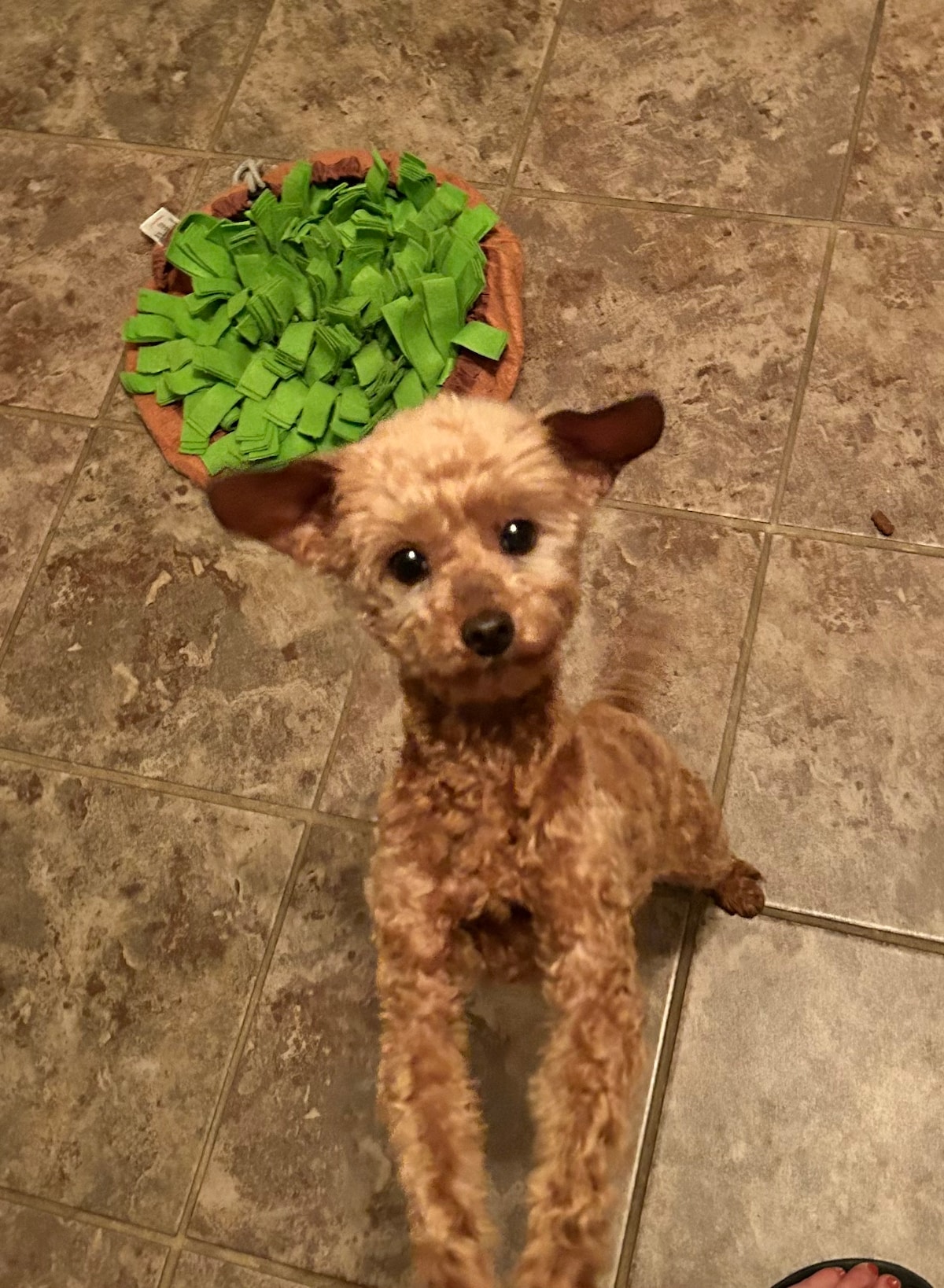 A small, friendly dog with curly fur is playfully stretching on a tiled floor. A green textured dog mat is positioned nearby, adding a vibrant touch to the setting.