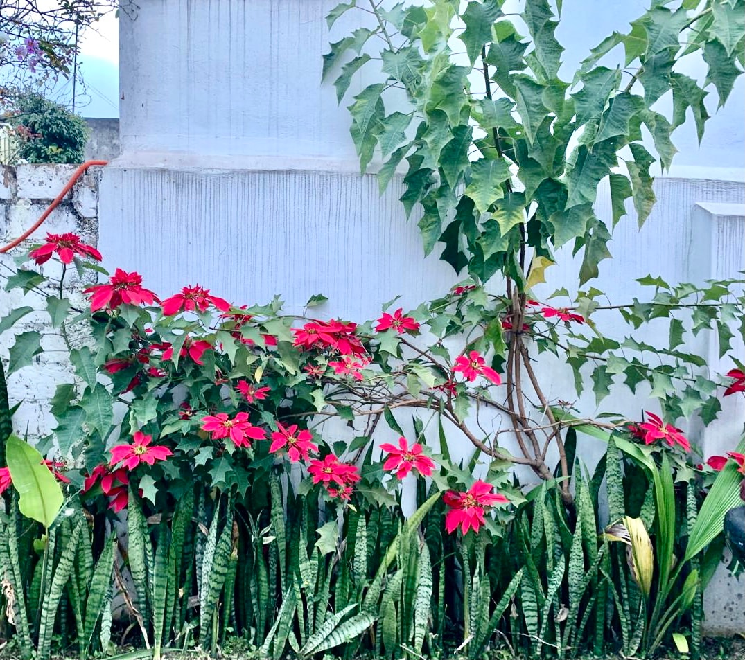 A vibrant arrangement of red flowers is set against a white wall, with lush green foliage below. The scene includes several long, narrow leaves that provide a contrasting texture, creating an inviting outdoor environment near the accommodation.