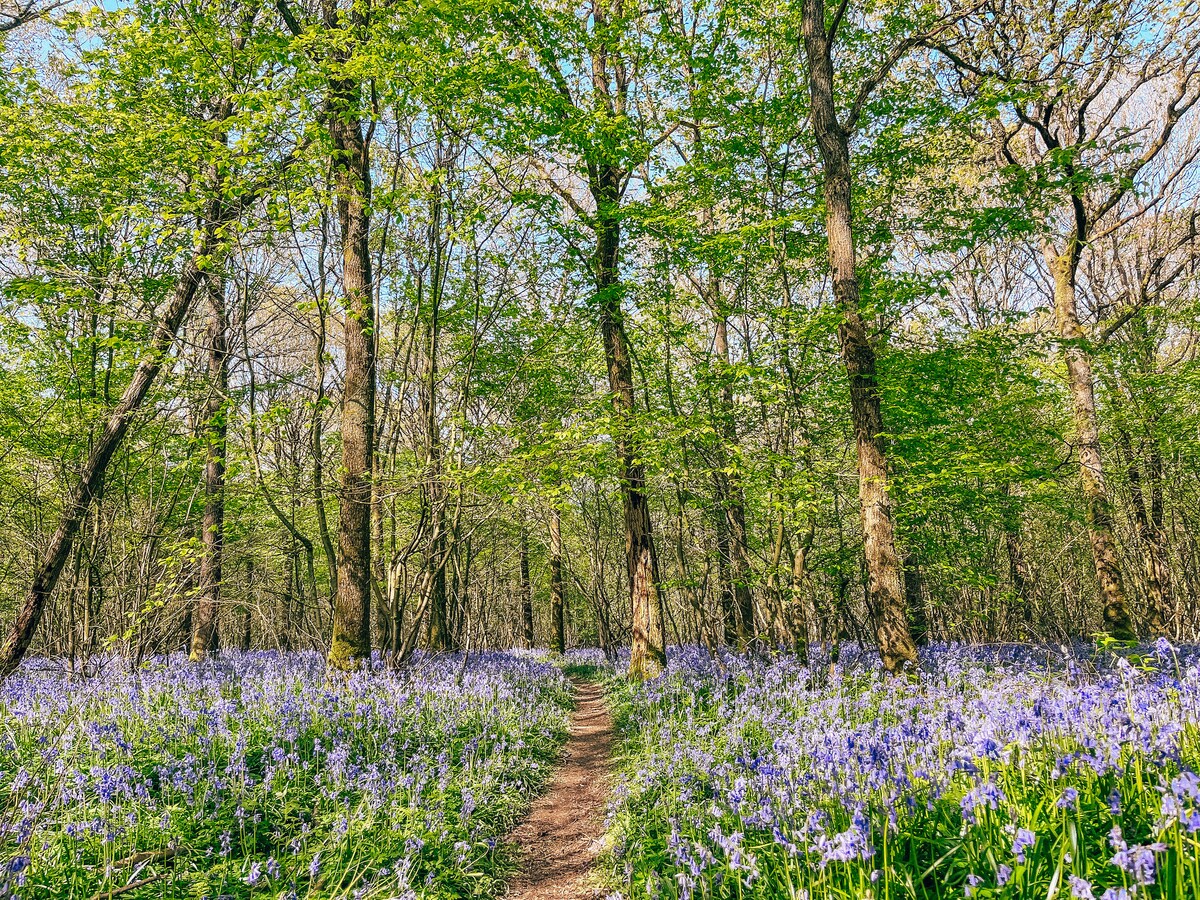 A forest path meanders through abundant greenery and vibrant bluebells. Towering trees frame the scene, with sunlight filtering through the leaves, creating a serene environment. The well-trodden trail invites exploration into the natural beauty surrounding it.