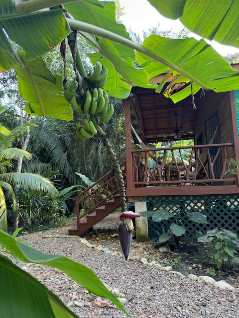 Perfect Jungle Refuge Close to Town