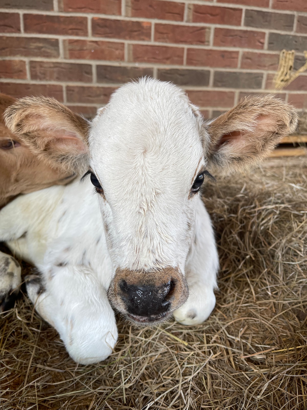 A young calf is resting on a bed of straw, with soft white fur and light brown patches. Its large, expressive eyes are captivating, while its ears are perked up, indicating alertness. The background features a rustic brick wall, contributing to the farm environment.