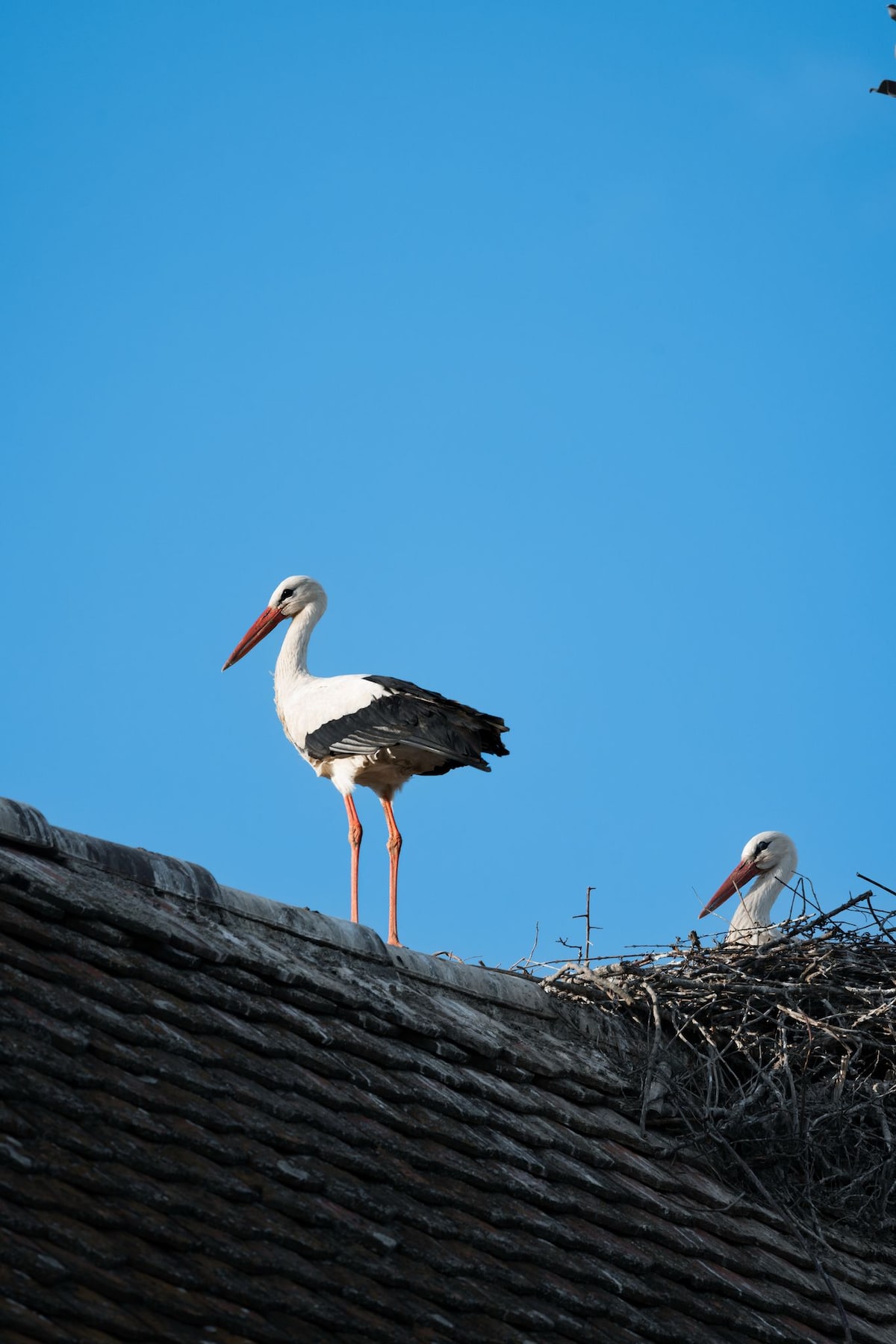 Two storks are seen on a rooftop, one standing beside a nest made of twigs. The clear blue sky provides a bright background, enhancing the visibility of the birds and their nest.