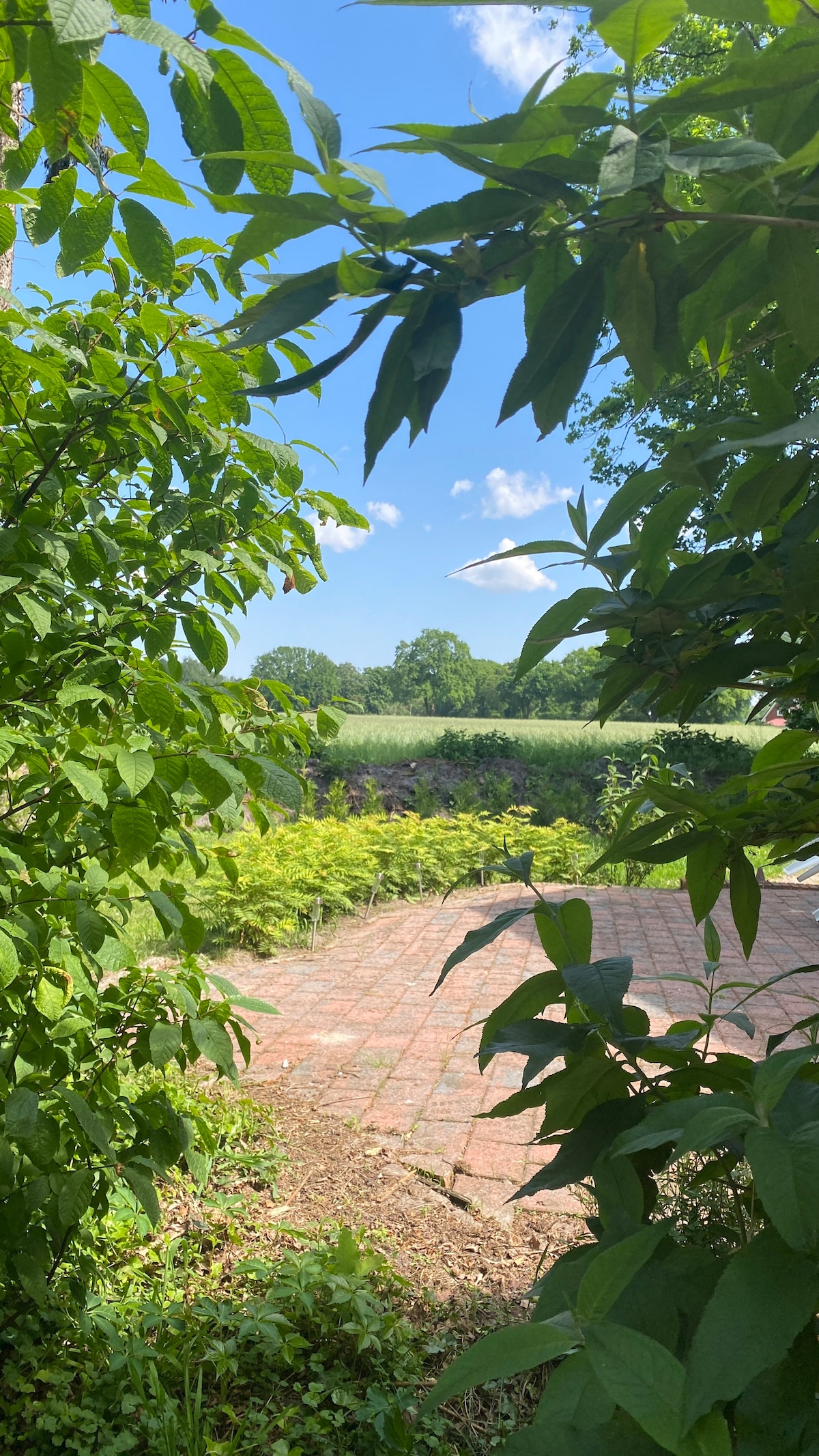 The image captures a natural frame of lush greenery, showcasing a tranquil outdoor space. Sunlight filters through leaves, illuminating a view of well-maintained greenery beyond a charming brick pathway, inviting a sense of serenity and connection to nature.