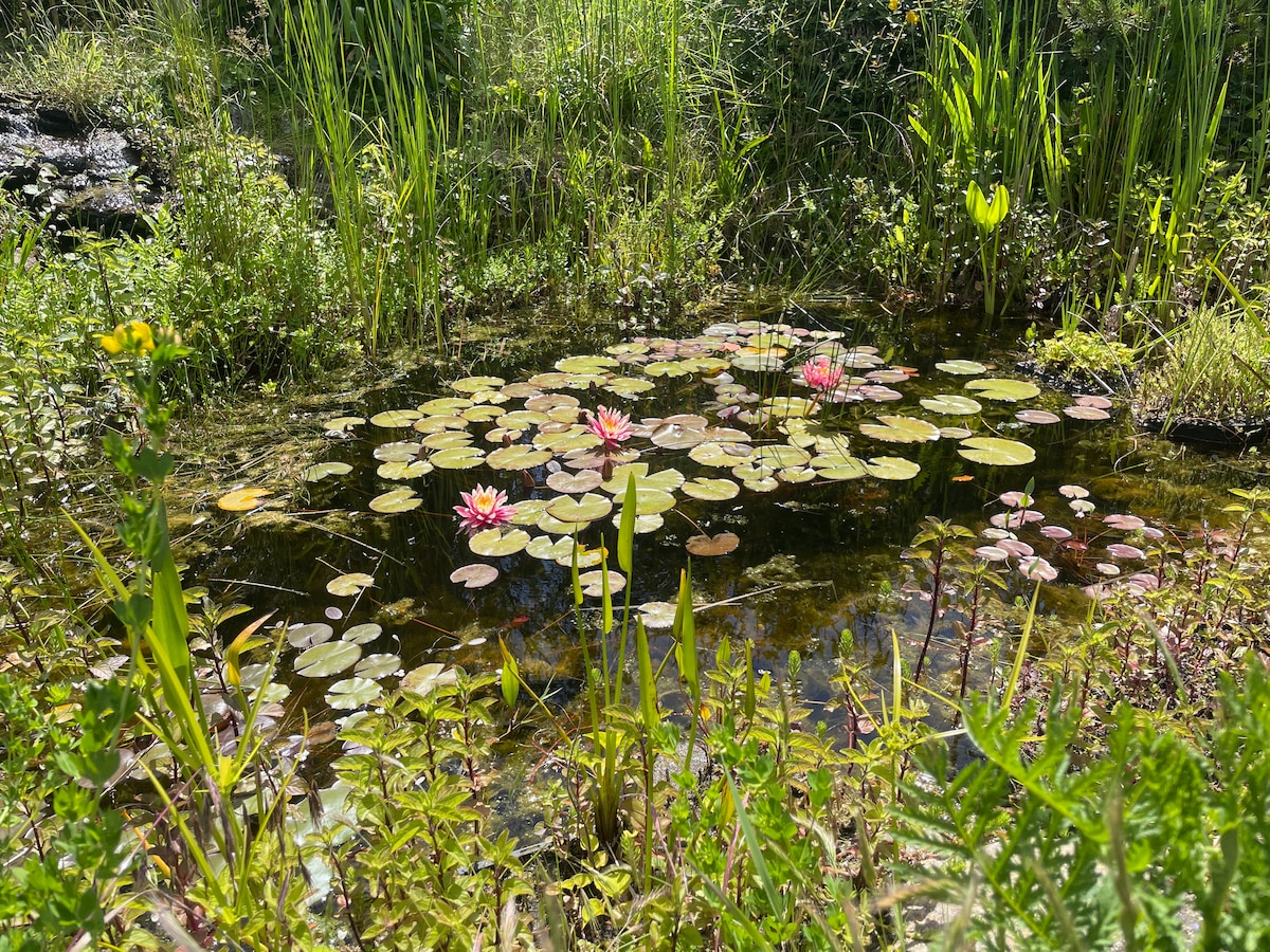 A serene water lily pond is surrounded by lush greenery, featuring round lily pads in various sizes and delicate pink flowers blooming above the water's surface. Tall grasses frame the pond, contributing to a tranquil natural setting.