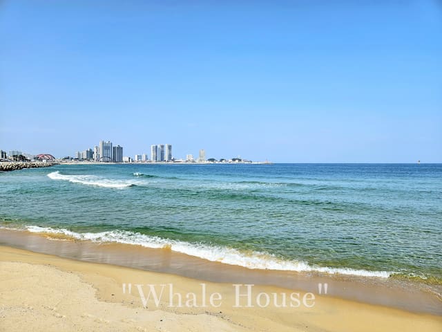 # In front of Sokcho Beach # Sokchoai # Dog companion # Family trip # Sokcho trip # Cost-effective accommodation # Clean accommodation # Free parking # Terminal