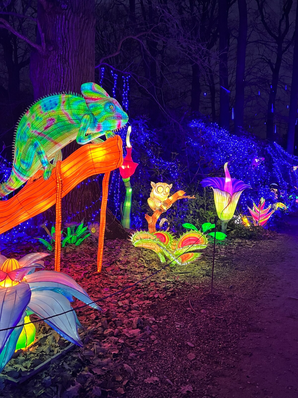 A vibrant display of illuminated sculptures is showcased along a walking path. A chameleon is perched on a wooden log, surrounded by colorful flowers, an owl, and various plants, all lit with bright hues that create a whimsical outdoor atmosphere.