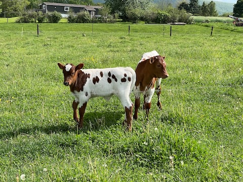 Pine Grove Scenic View: Unforgettable Love Getaway