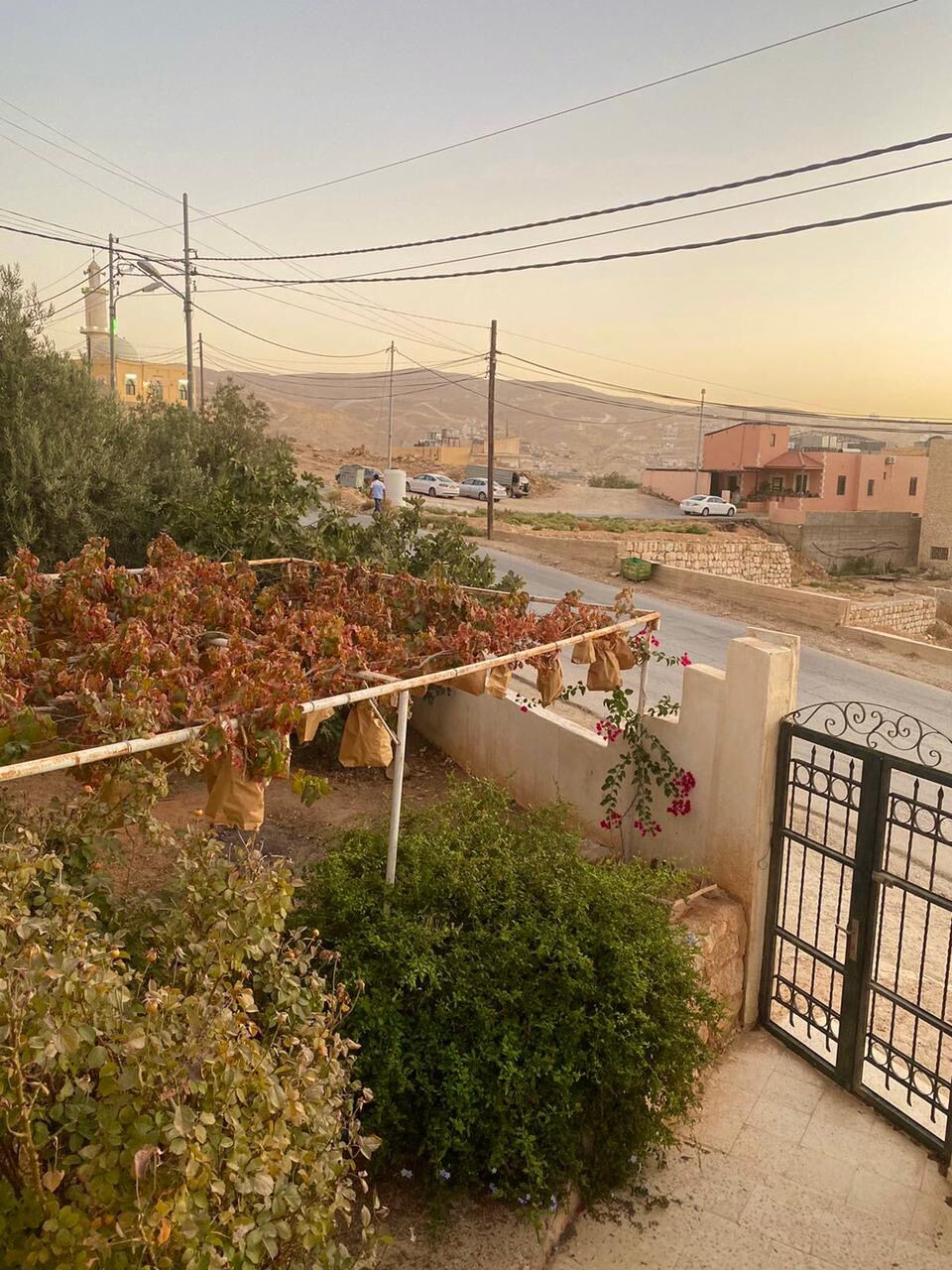 A view from the villa's entrance showcases a vine-covered area, with dried leaves and fruit hanging from the trellis. A pathway lined with greenery leads towards a quiet street, with distant buildings and mountains visible under a soft sunset sky.