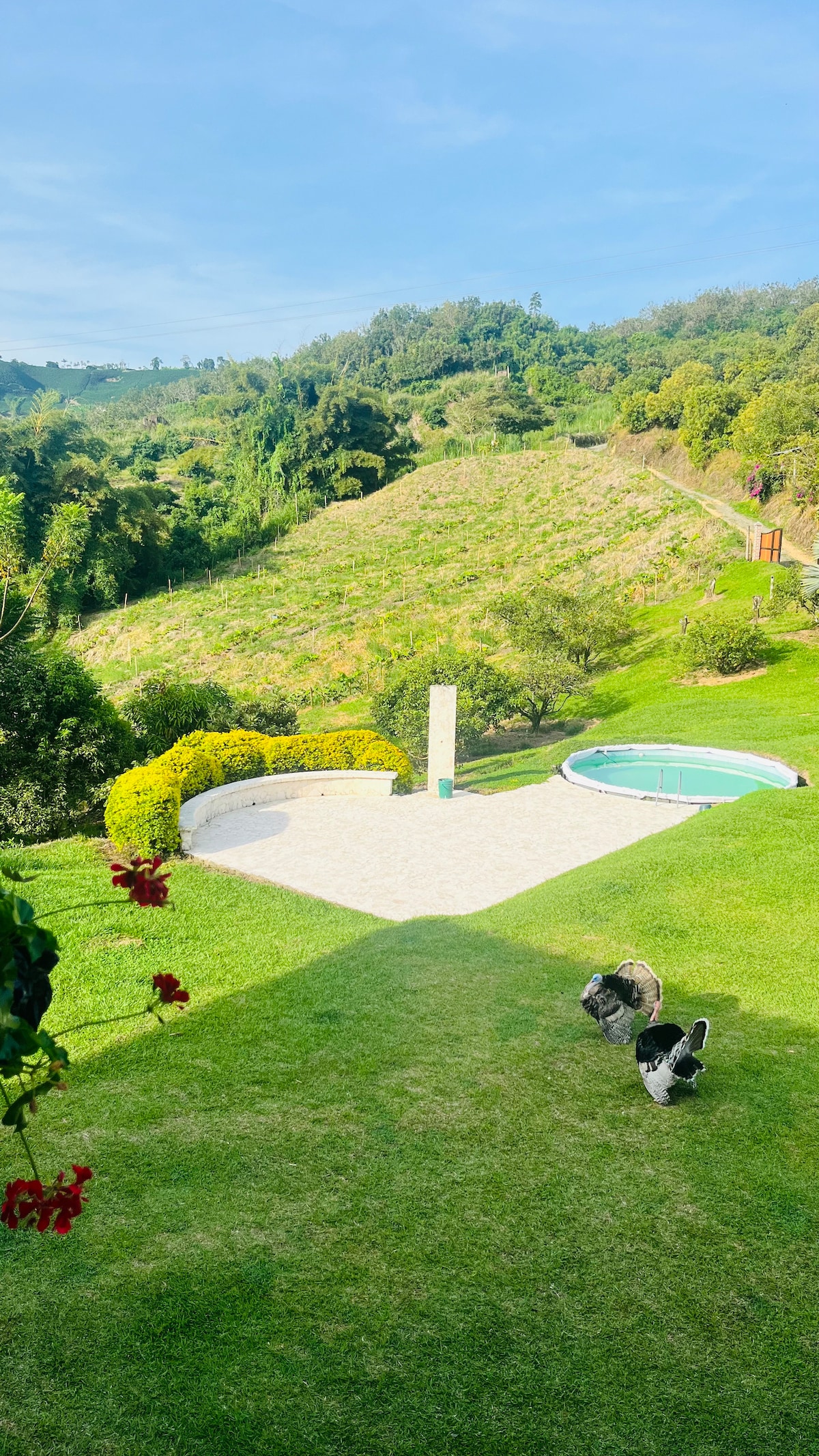 The image captures a serene outdoor space featuring a manicured lawn that slopes gently towards a small swimming pool. Lush greenery surrounds the pool, while rolling hills and coffee plantations are visible in the background under a clear blue sky.