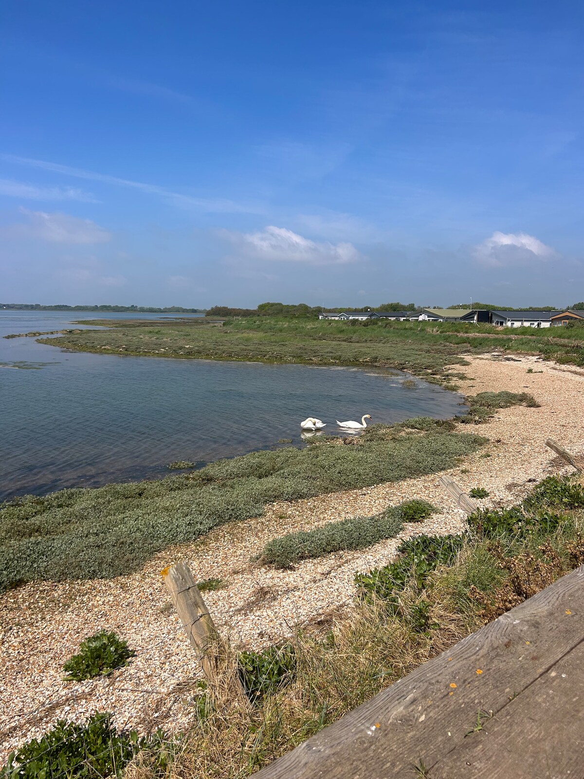 A serene coastal scene depicts two swans gracefully wading near the water's edge. Pebble-covered shoreline and lush green vegetation create a natural border along the tranquil water. A clear blue sky with scattered clouds enhances the peaceful setting.