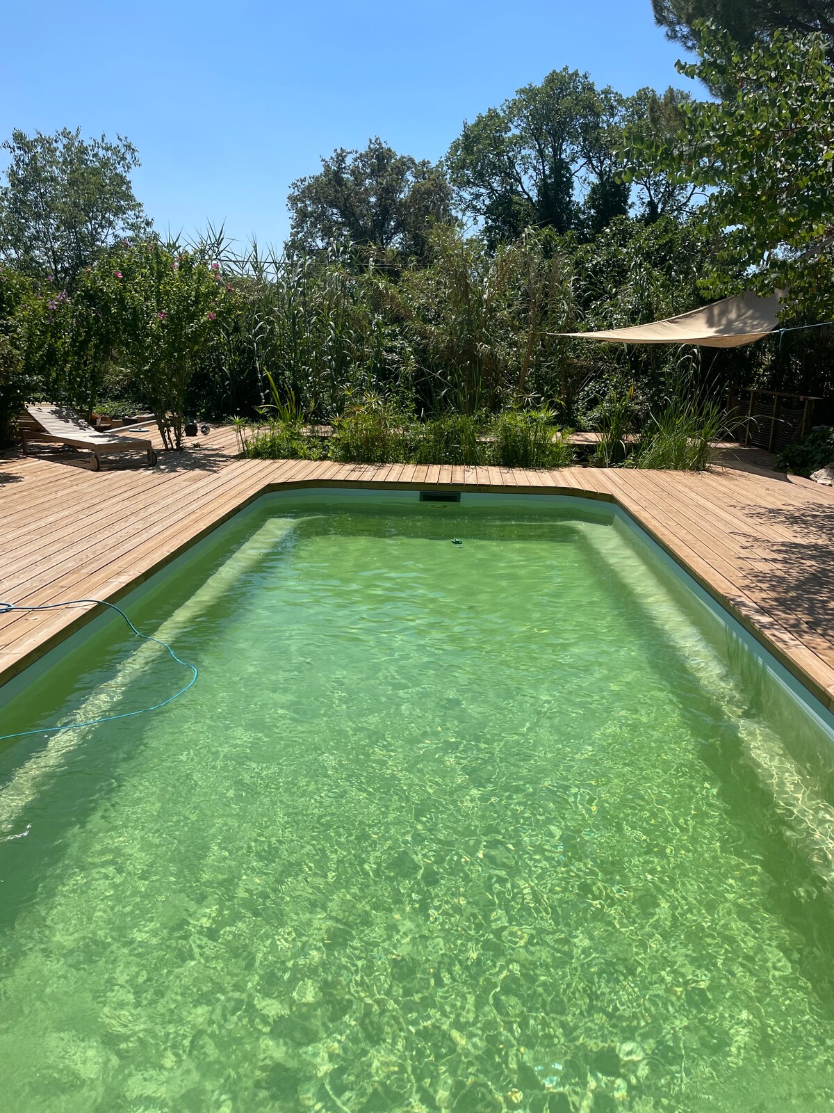 An ecological pool showcases soft emerald water, surrounded by wooden decking. Lush greenery and gently swaying plants create a serene ambiance. Lounge chairs are positioned nearby for relaxation, and the clear blue sky adds to the tranquil setting.