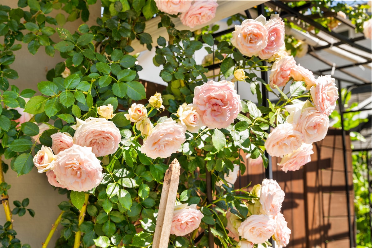 More than 80+ David Austin roses blooming in the garden.