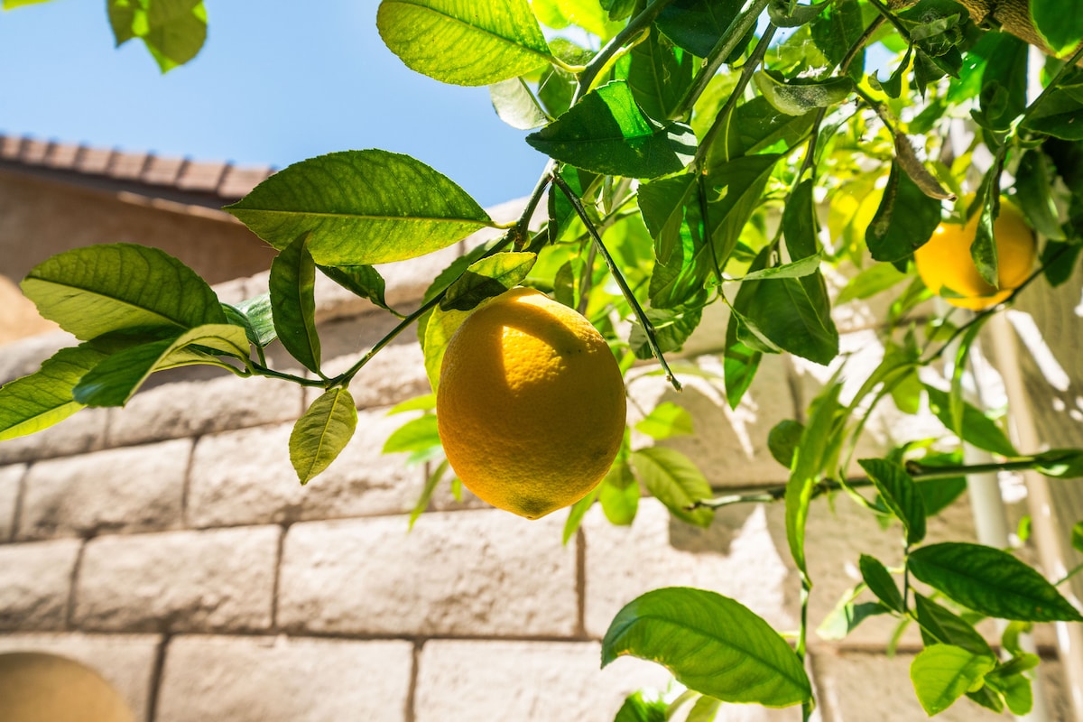 Garden (1)