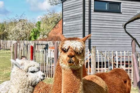 Tiny House including Alpaca MEET&GREET