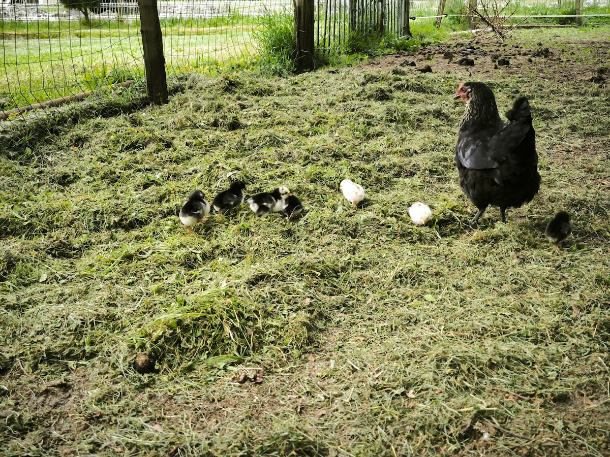 A hen stands in a grassy area, surrounded by several chicks of varying colors. The ground is covered with fresh cut grass, offering a natural setting. A fence is visible in the background, providing a sense of enclosure.