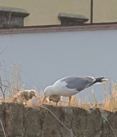 Centro Storico gruppi di turisti 8 Stanze7bagni