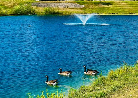 Iowa City Area Urban Oasis - Clean, Pretty, Quiet!