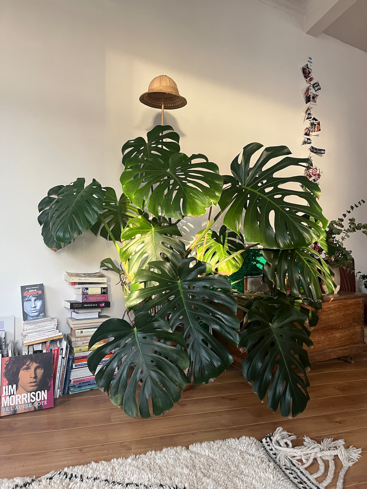 A lush green plant with large, split leaves occupies a prominent corner of a well-lit room. A woven hanging light fixture casts a soft glow above, while a wooden shelf beneath holds an assortment of books. A neutral-colored rug lies on the wooden floor.