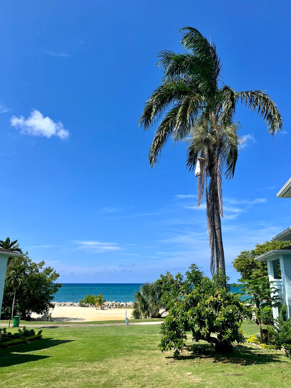A clear blue sky is framed by a tall palm tree, casting shade over a lush green lawn. In the background, the calm ocean can be seen, with golden sandy beach visible, inviting relaxation and outdoor activities.