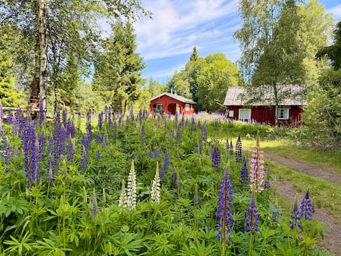 Isolated location in the forest
