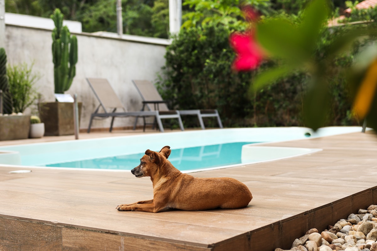 A pet-friendly patio area features a tranquil swimming pool surrounded by a wooden deck. In the foreground, a brown dog lies calmly on the deck, while two loungers are positioned near the pool. Lush greenery, including cacti and flowering plants, is visible in the background.