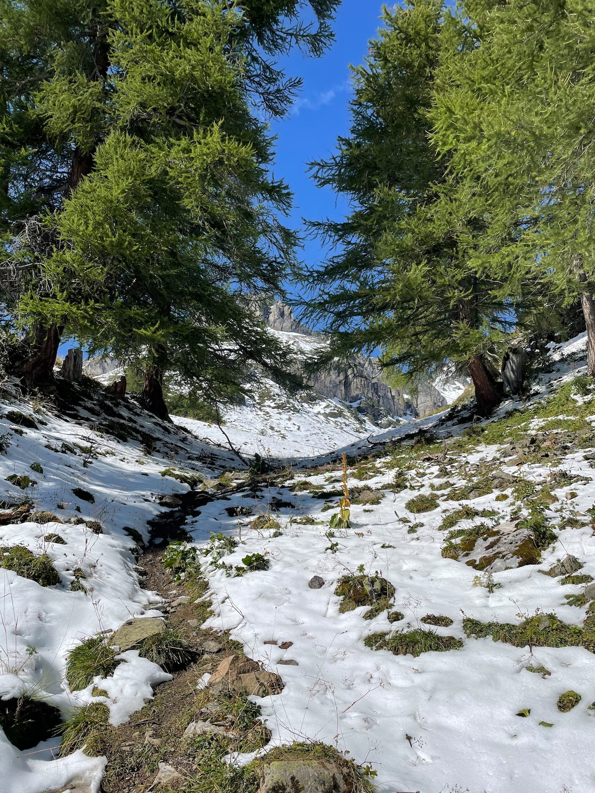 A snow-covered pathway is framed by tall trees, leading towards a mountainous backdrop. The ground shows patches of green moss and rocky terrain, while the clear blue sky above provides bright natural lighting.