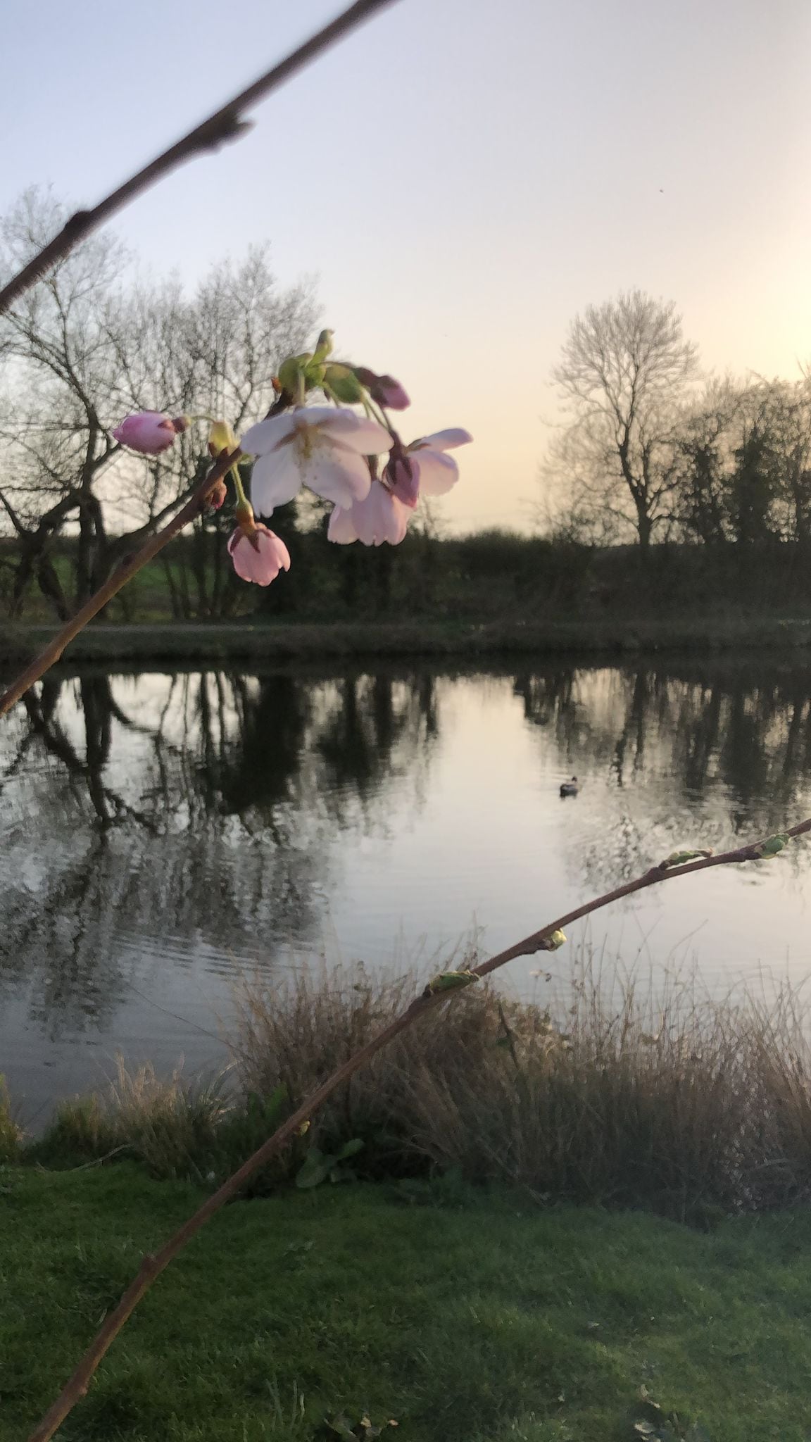 A tree branch with delicate pink blossoms extends into the foreground, while the calm river reflects the soft colors of the evening sky. Silhouettes of trees line the bank, creating a serene natural setting.