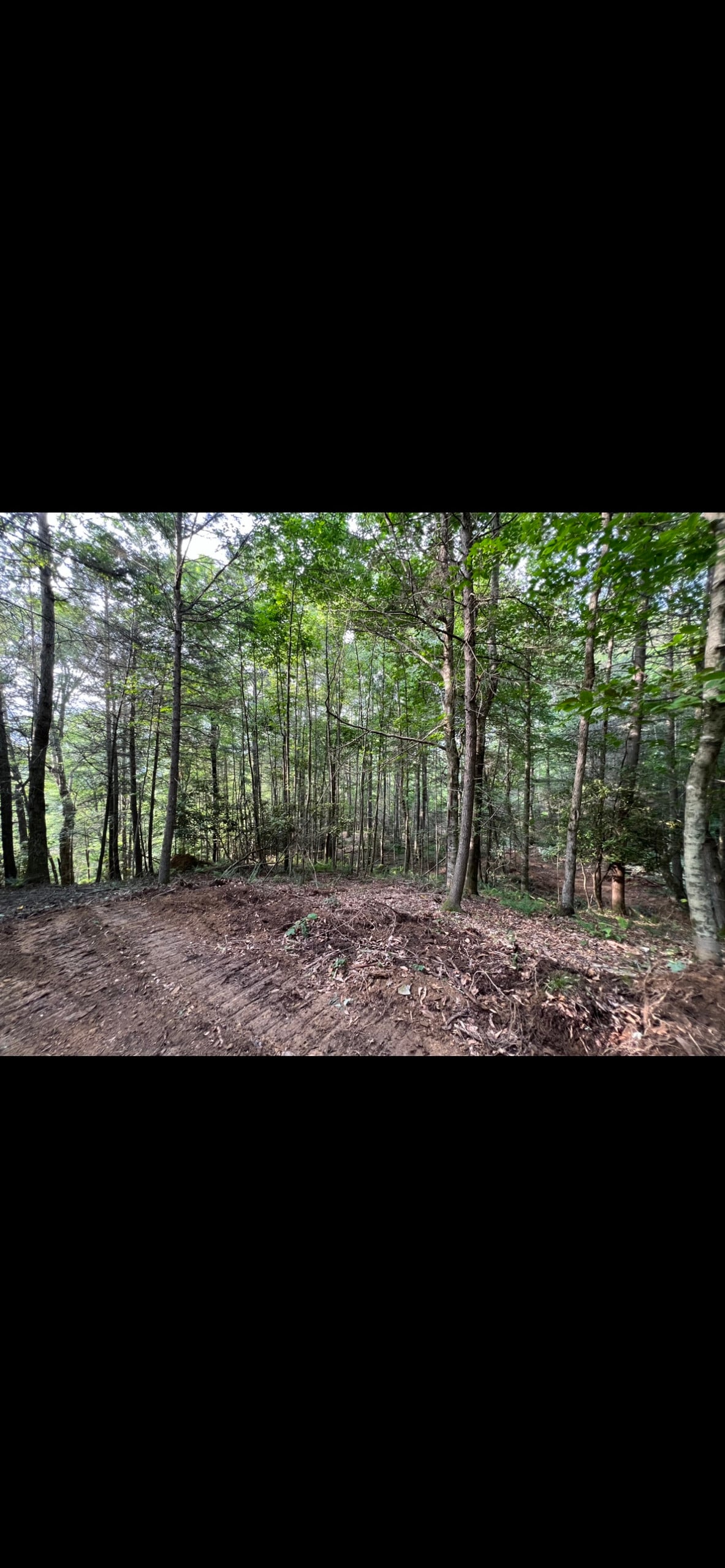 A dense forest is depicted, showcasing a variety of tall trees with green foliage that filters sunlight onto the ground. The forest floor is covered in a mix of brown earth and scattered leaves, creating a tranquil and natural setting.