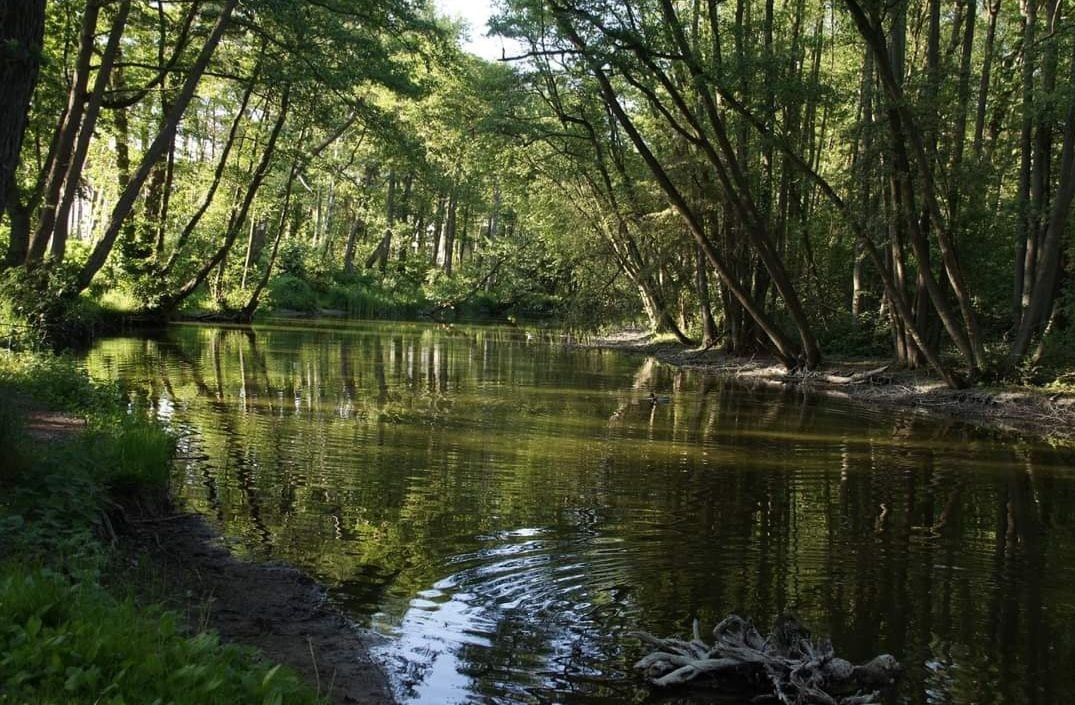 A serene river flows gently through a lush green forest, with sunlight filtering through the canopy of trees. The clear water reflects the surrounding vegetation, while subtle ripples create a sense of tranquility. The riverbank is lined with soft greenery, enhancing the natural setting.