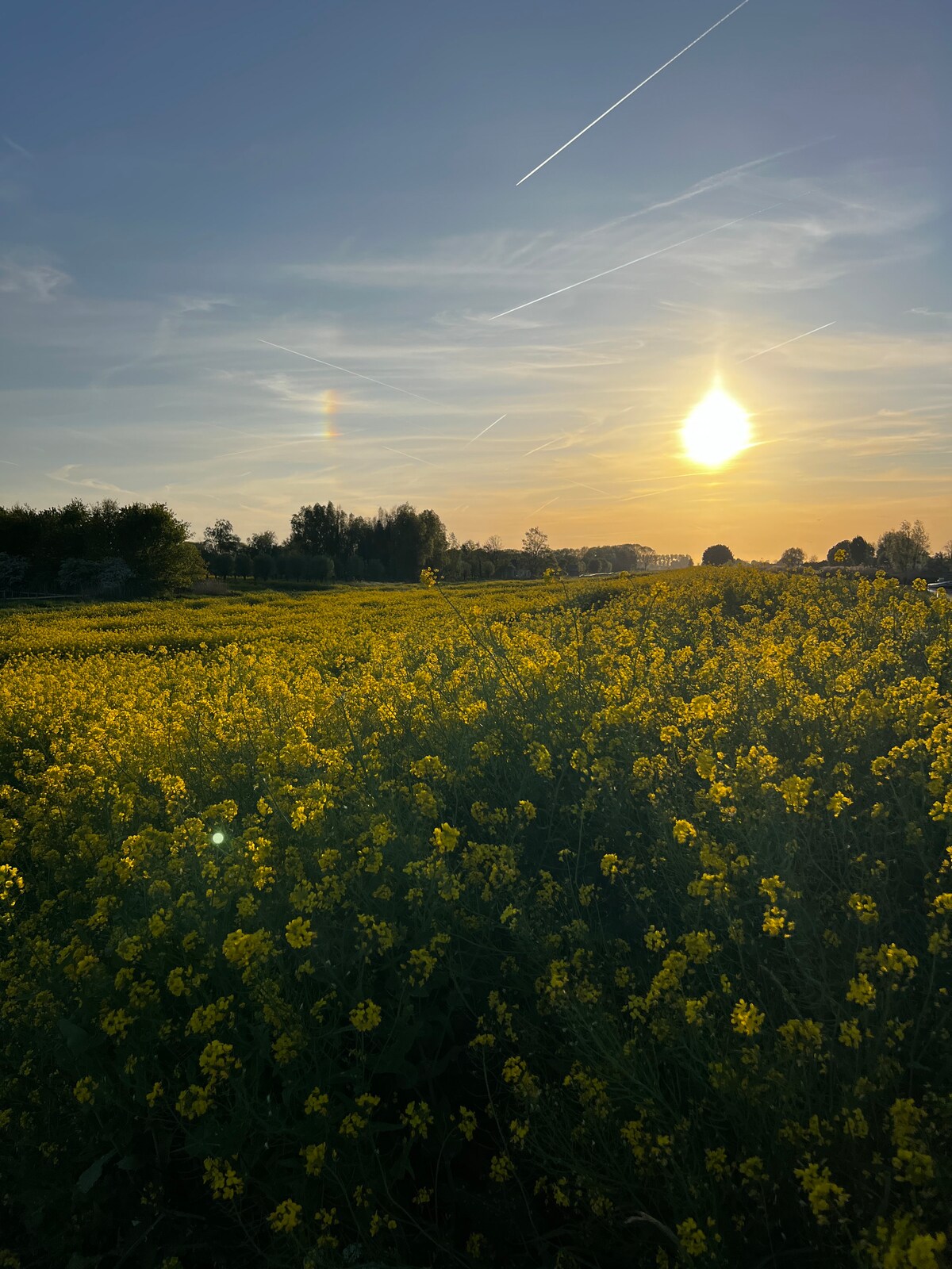 A vibrant field of yellow flowers captures sunlight under a clear sky. The sun casts a warm glow, and a faint rainbow is visible in the background, surrounded by greenery and distant trees, creating a serene natural landscape.
