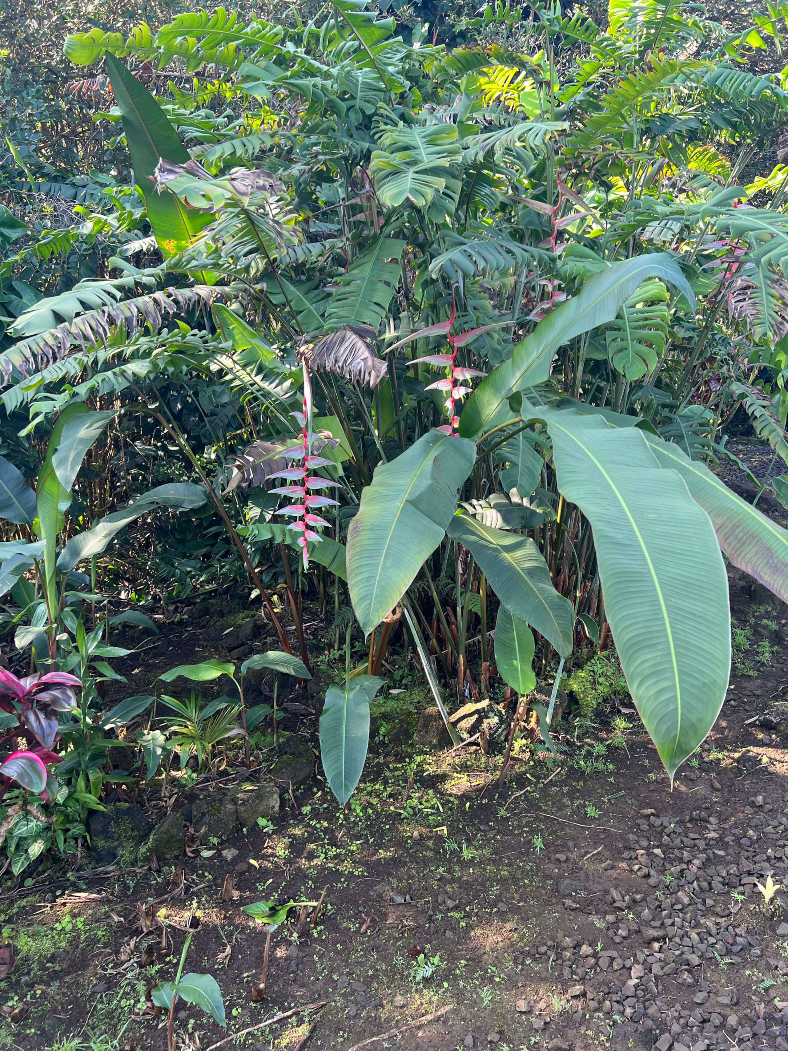 Home in Hilo · ★5.0 · 1 bedroom · 2 beds · 1 private bath - Image 89