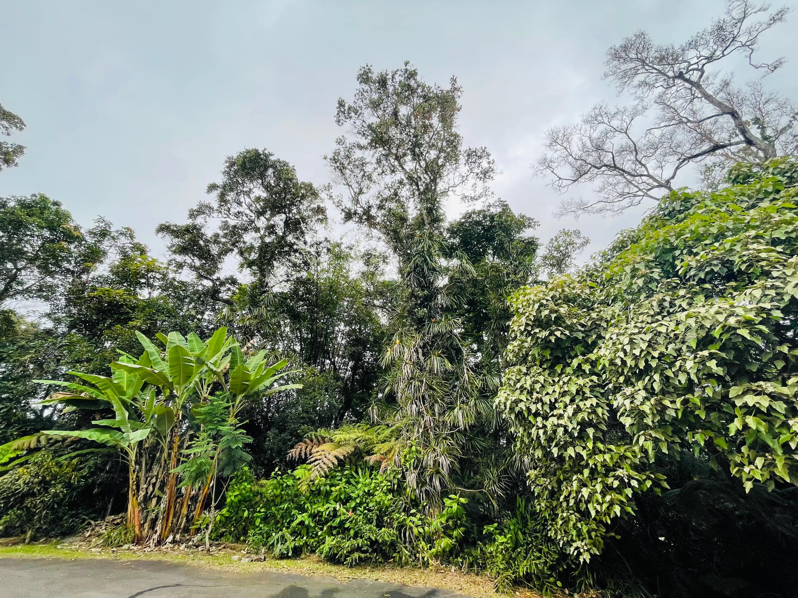 Tropical Forest Retreat - Photo 14
