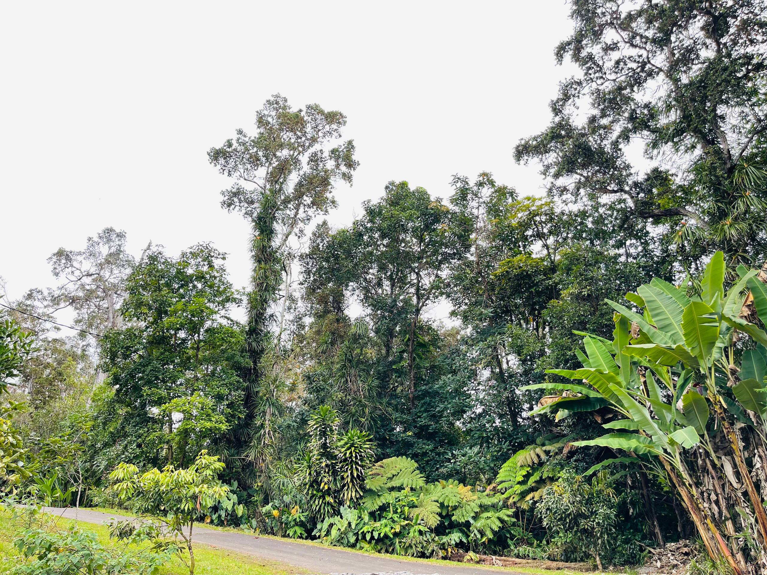Tropical Forest Retreat - Photo 13