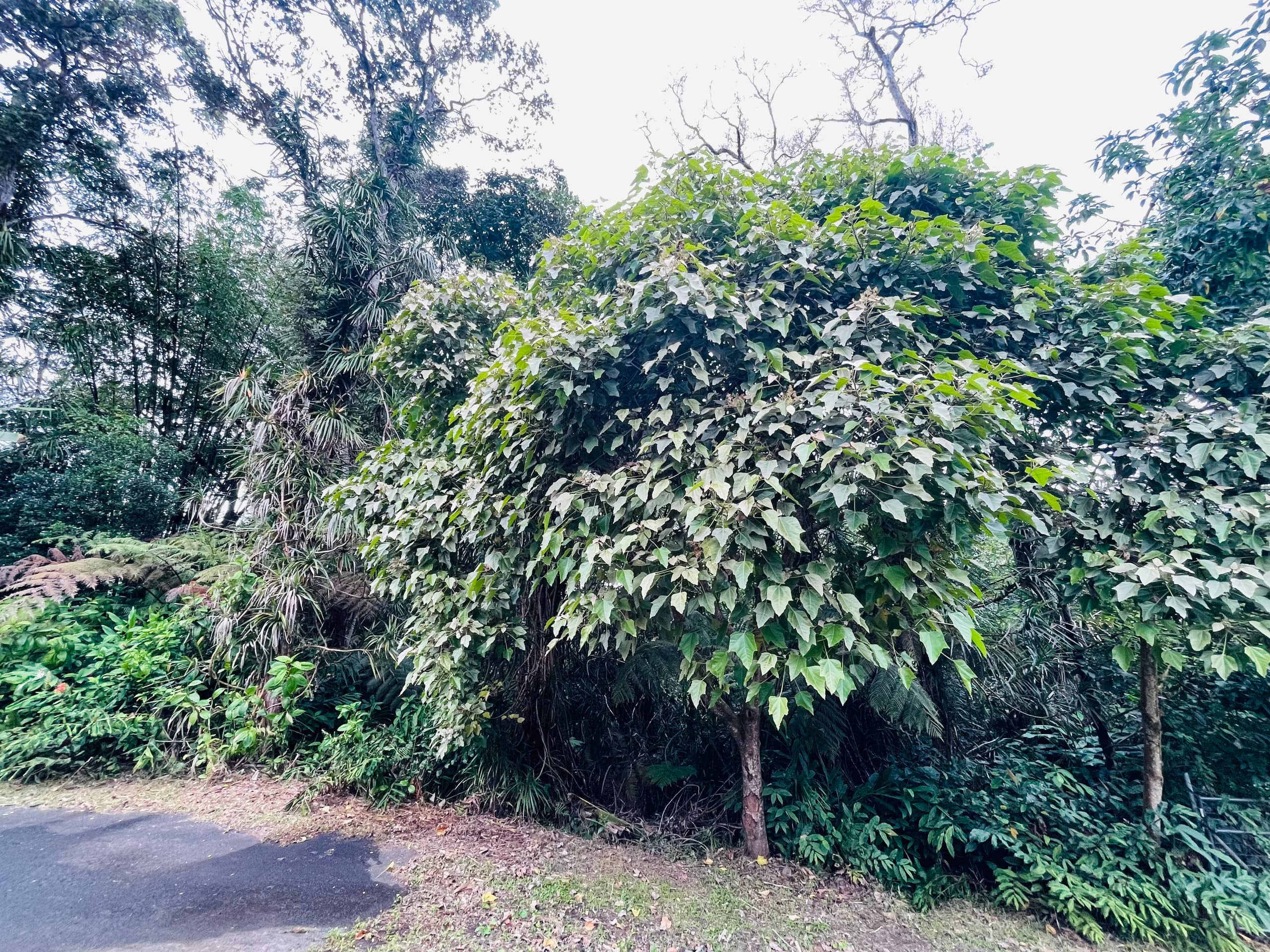 Tropical Forest Retreat - Photo 15