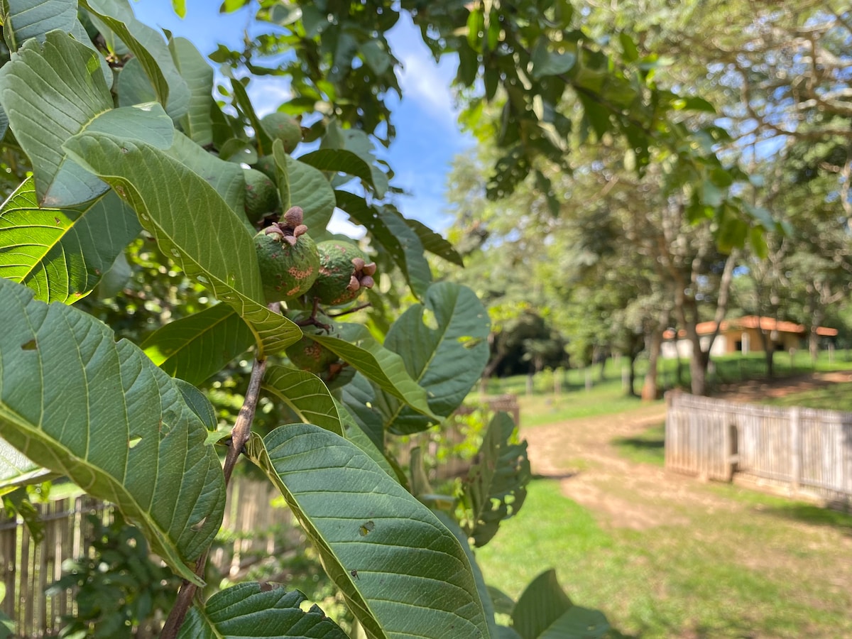 Lush green leaves populate the foreground, showcasing bud clusters ready to bloom. A tranquil path meanders through the greenery, bordered by native trees. In the distance, a structure with an overhanging roof is partially visible, nestled within this serene natural setting.