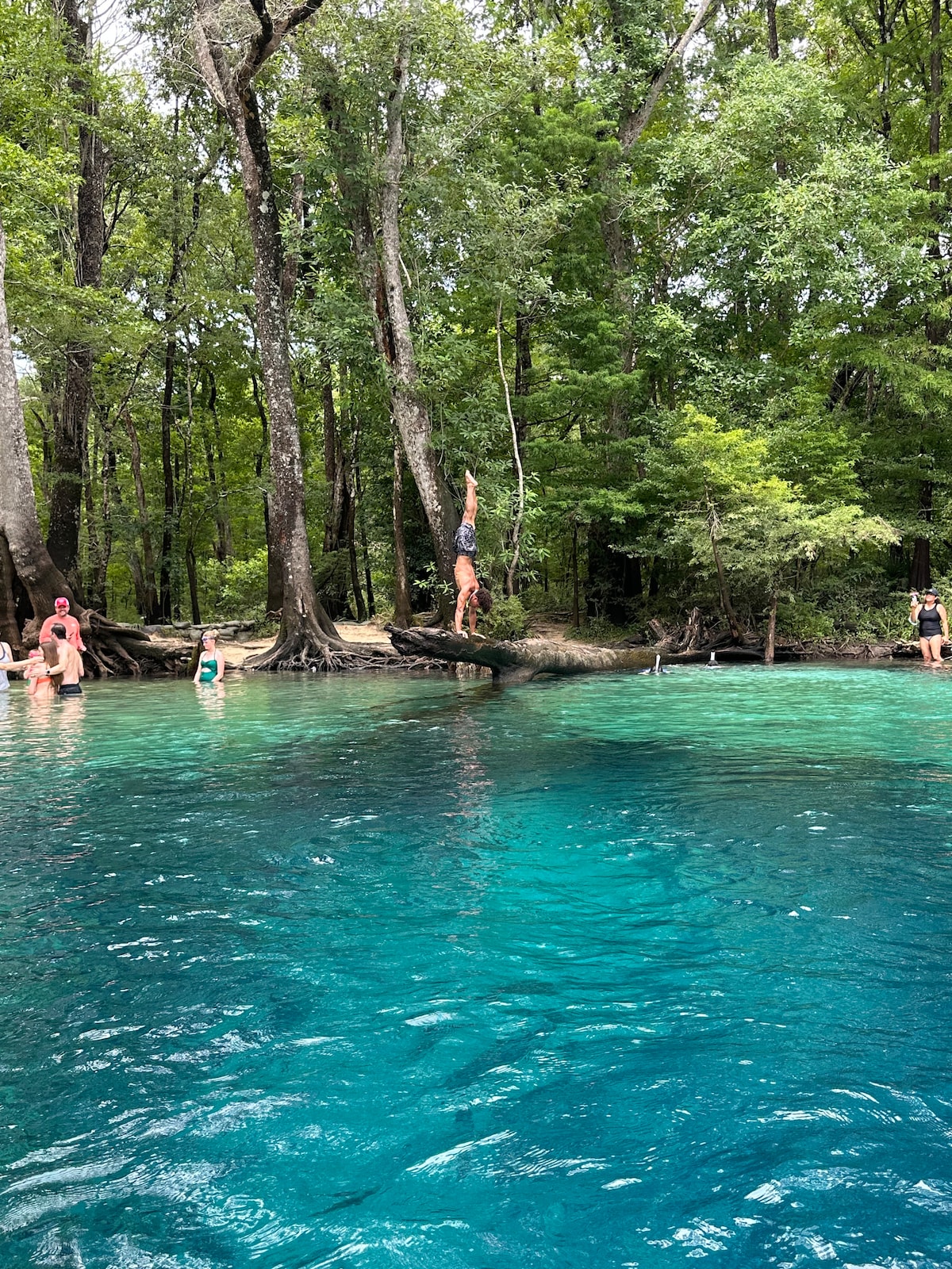 A clear blue body of water reflects surrounding lush greenery. Individuals are seen enjoying the water, while one person is poised on a tree branch, preparing to jump. Tall trees frame the scene, creating a peaceful and natural setting.