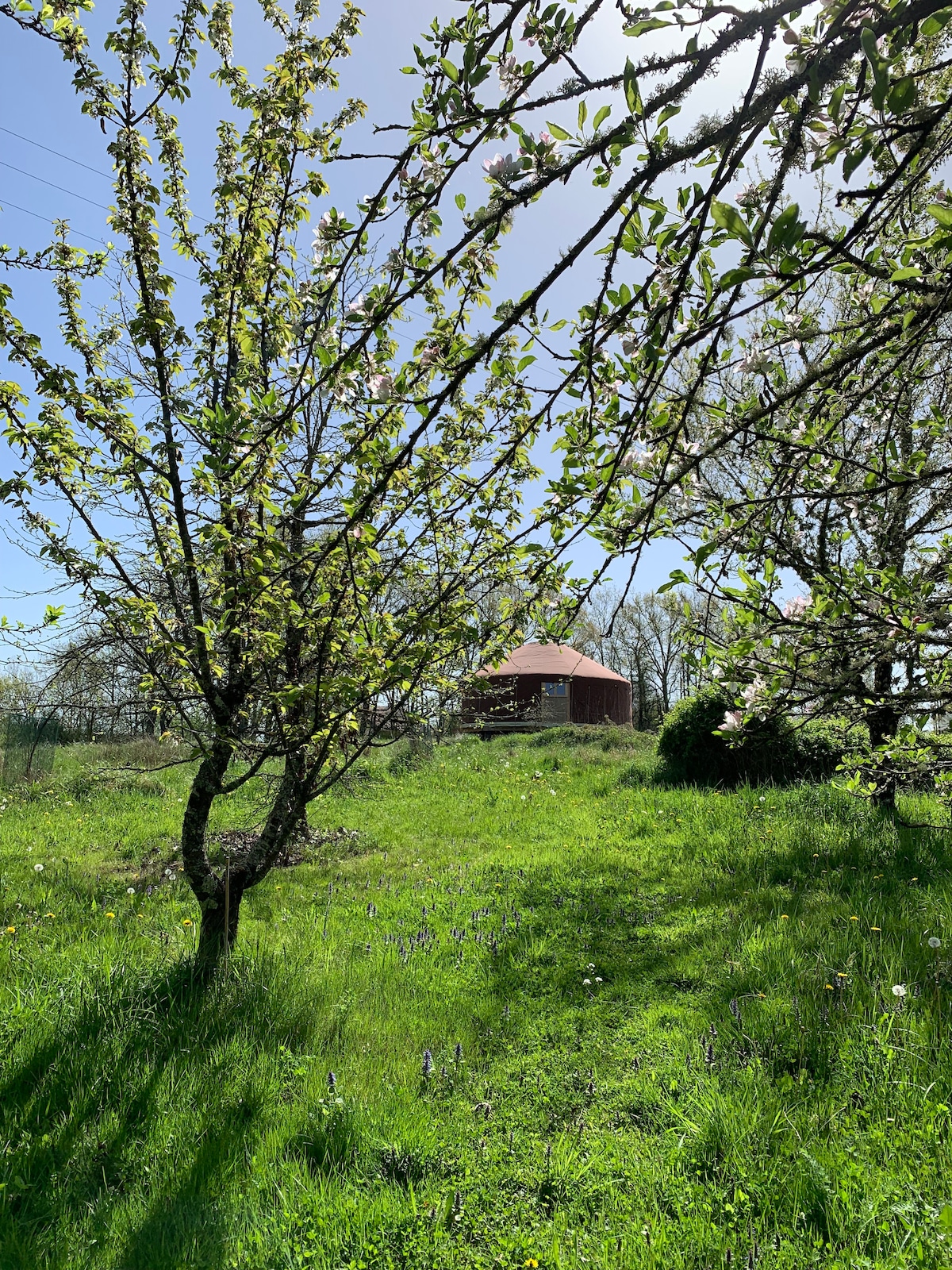 A grassy area is framed by blooming trees, with the thatched roof of a yurt visible in the distance. Sunlight filters through the leaves, casting gentle shadows on the ground, creating a serene outdoor setting.