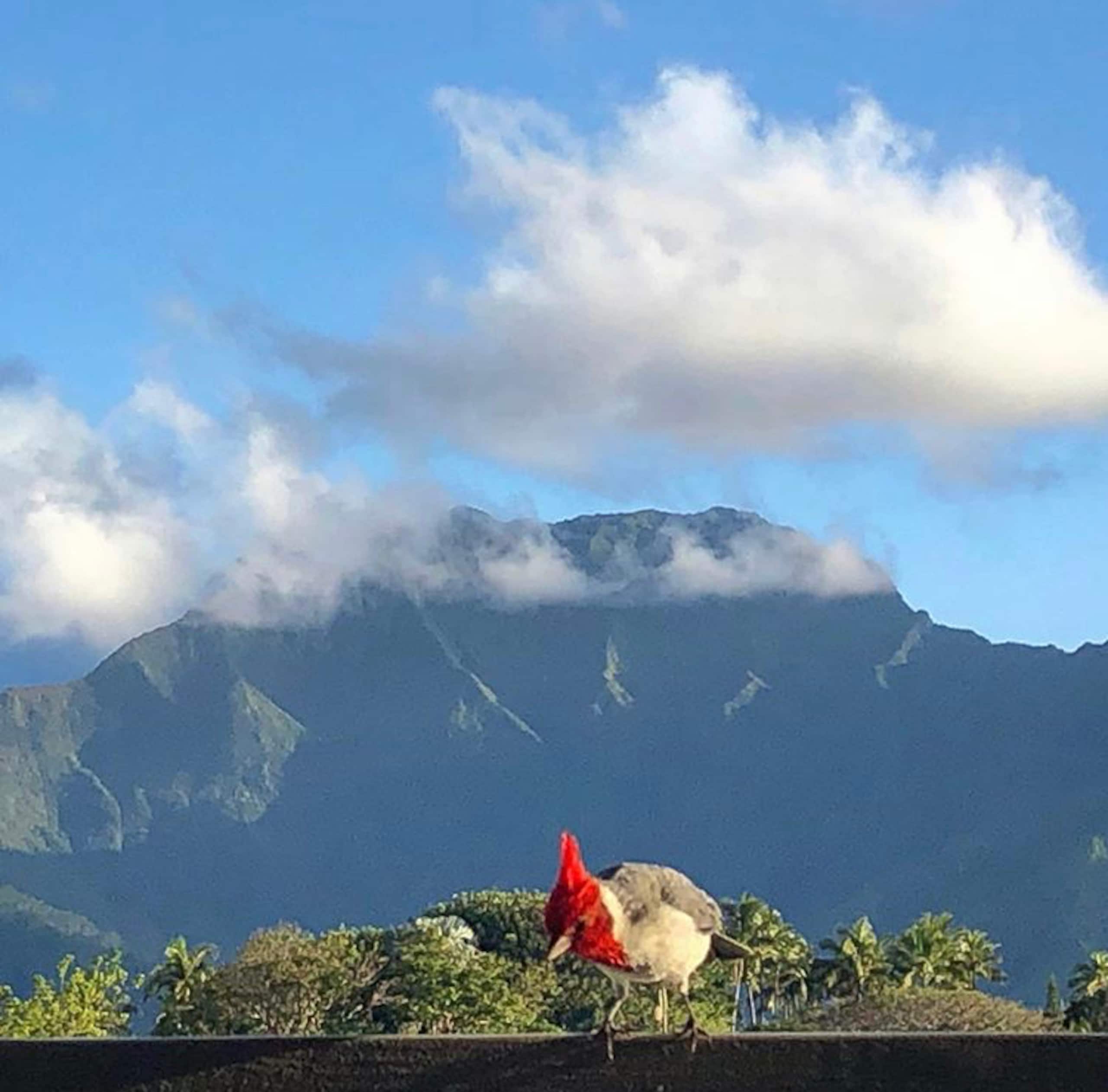 Home in Princeville · ★5.0 · 2 bedrooms · 2 beds · 2.5 baths - Image 33