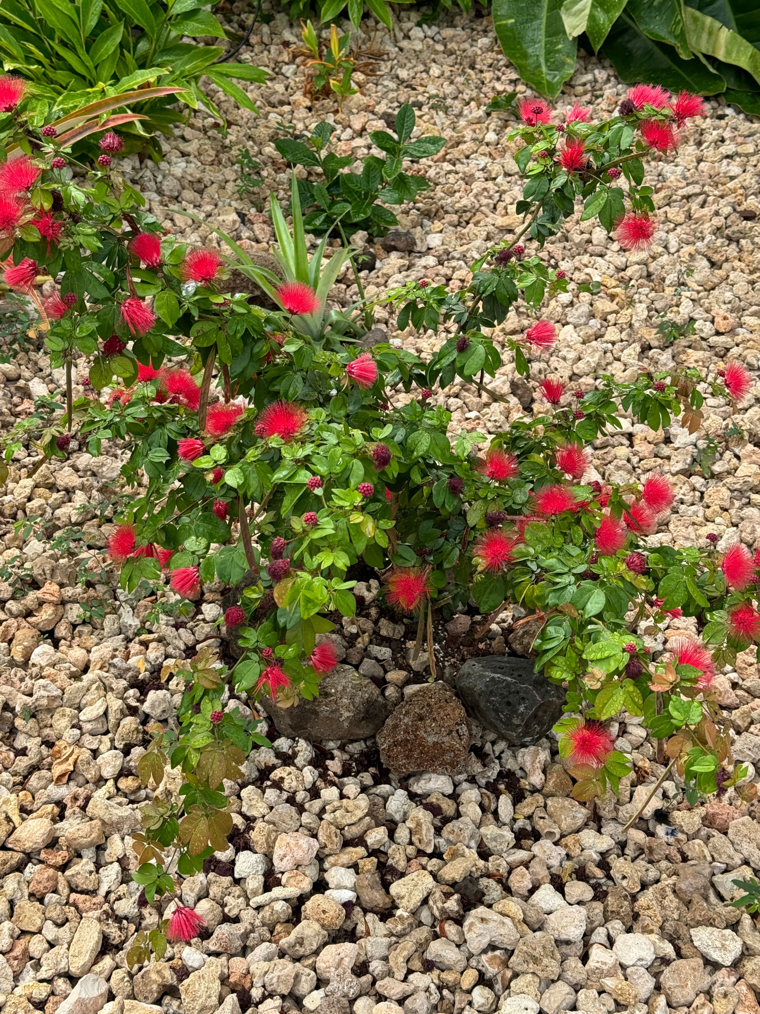 Home in Waianae · ★4.97 · 4 bedrooms · 6 beds · 2.5 private baths - Image 111