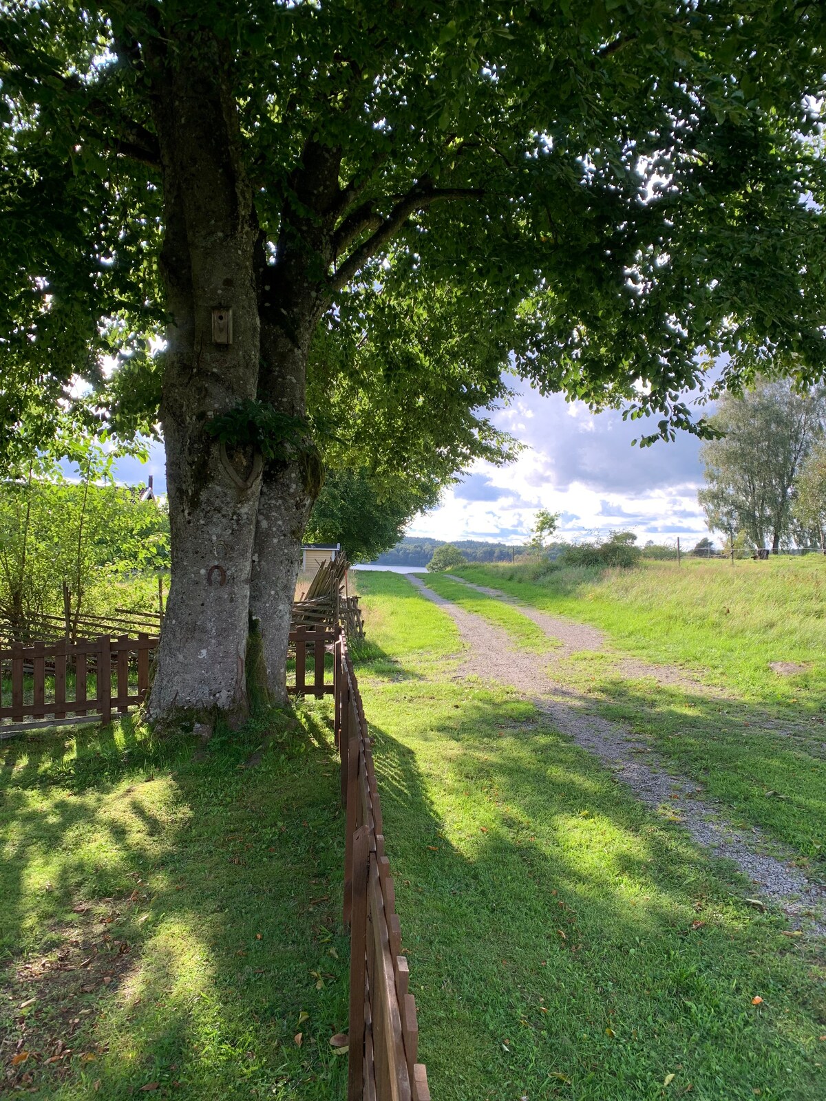 A tree with a broad canopy provides shade alongside a gravel driveway leading into the distance. A wooden fence outlines the grassy area, with sunlight creating patterns on the ground. Lush greenery and a clear sky enhance the serene surroundings.