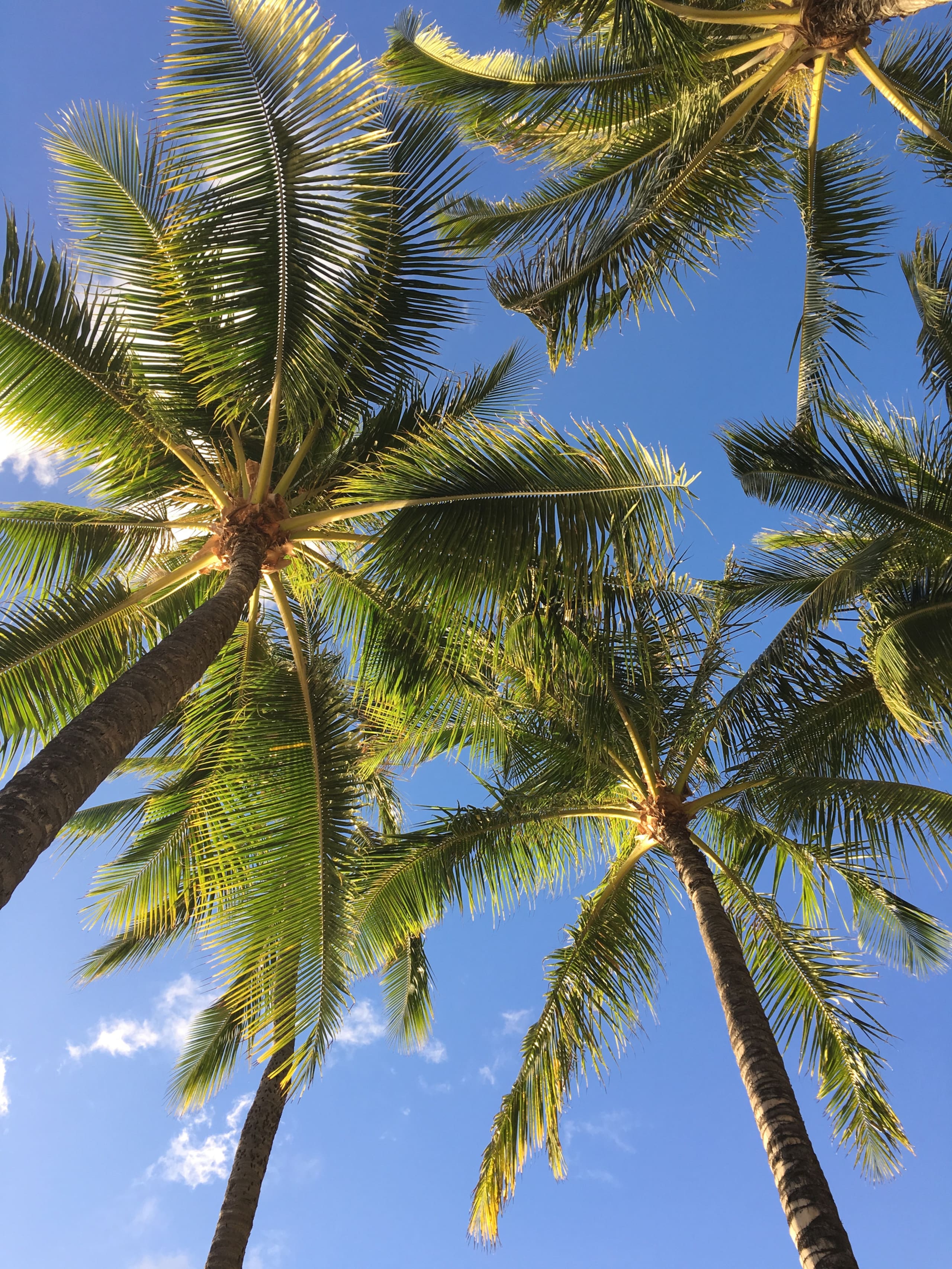 Condo in Honolulu · ★4.86 · Studio · 1 bed · 1 bath - Image 17