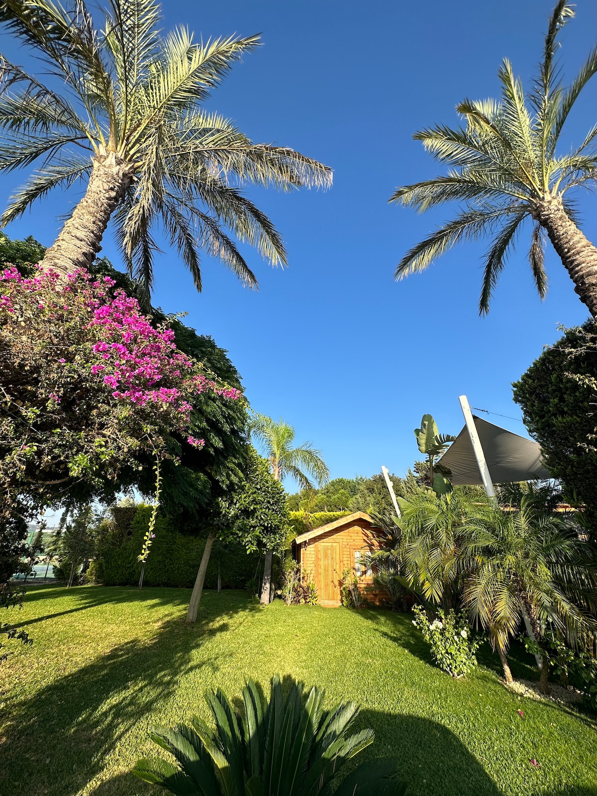 Lush greenery surrounds a cabin, with tall palm trees swaying against a clear blue sky. Vibrant purple flowers cascade from nearby foliage, contributing to a serene and inviting outdoor space.