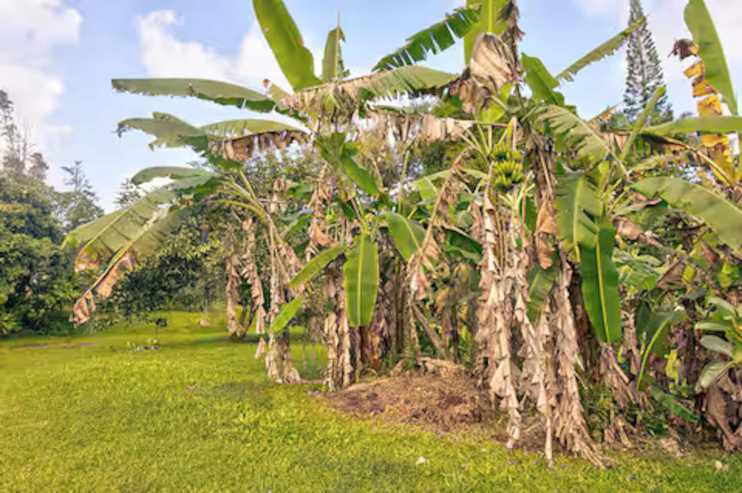 Home in Pahoa · ★5.0 · 4 bedrooms · 4 beds · 1 private bath - Image 32