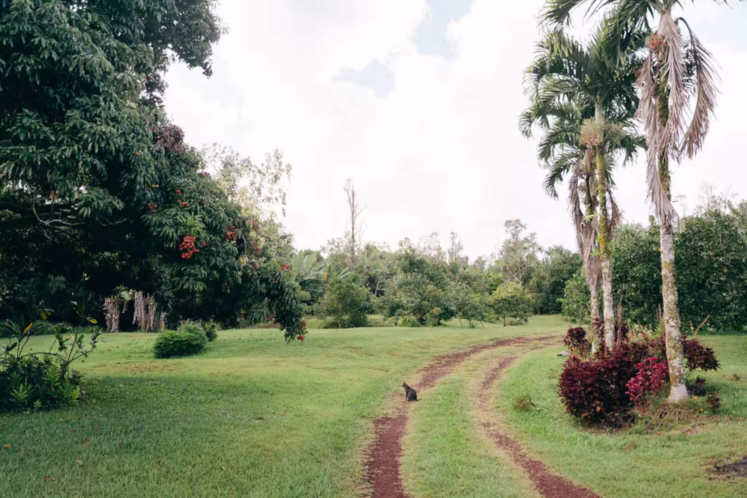 Home in Pahoa · ★5.0 · 4 bedrooms · 4 beds · 1 private bath - Image 31