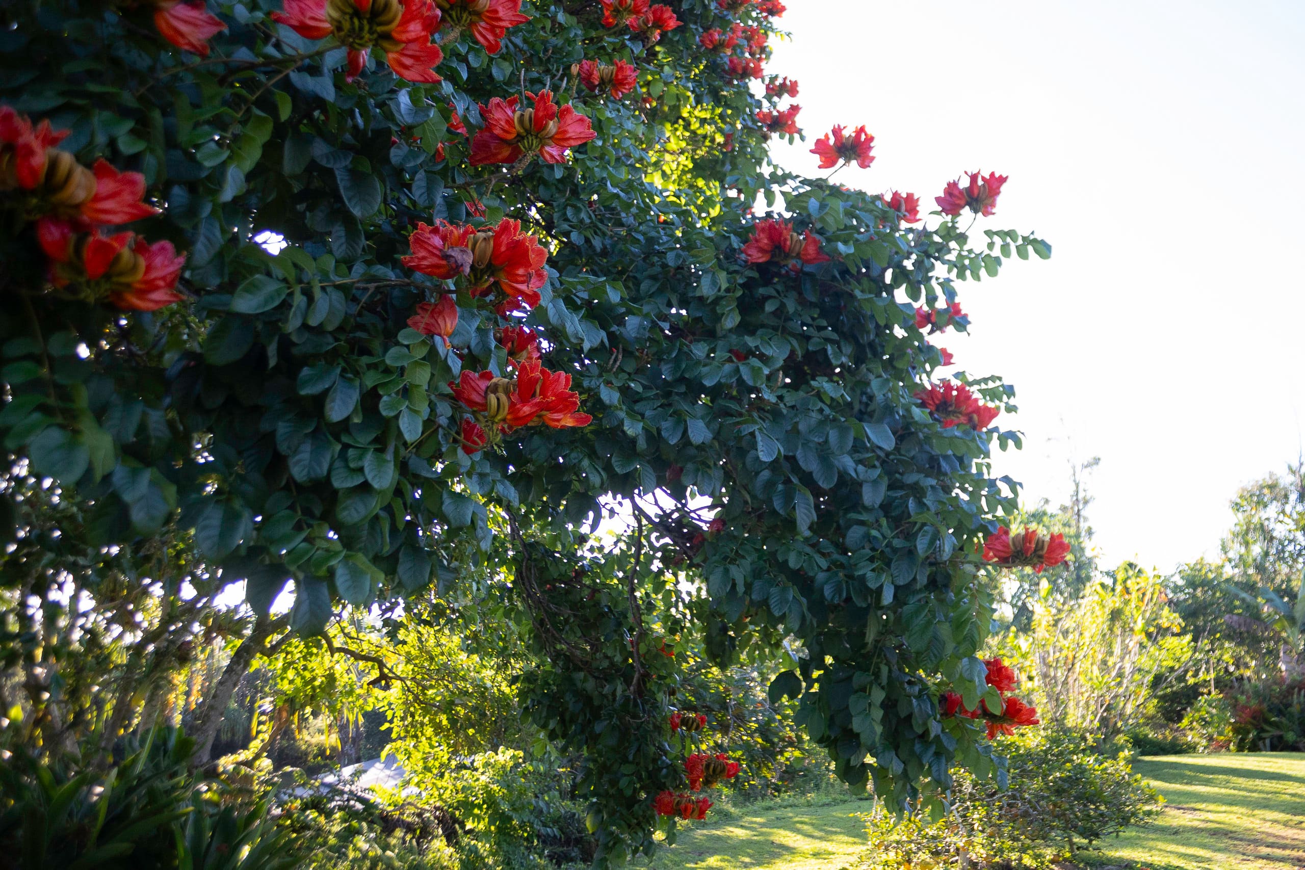 Home in Pahoa · ★5.0 · 4 bedrooms · 4 beds · 1 private bath - Image 65