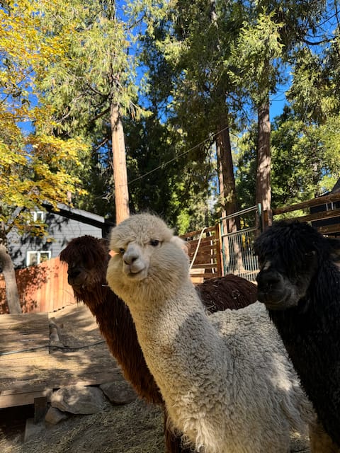Little Cabin/Cool AC/Alpacas - 15 min walk to town