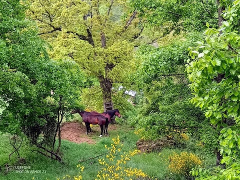 Domaine 3 gîtes 24 people river small paradise