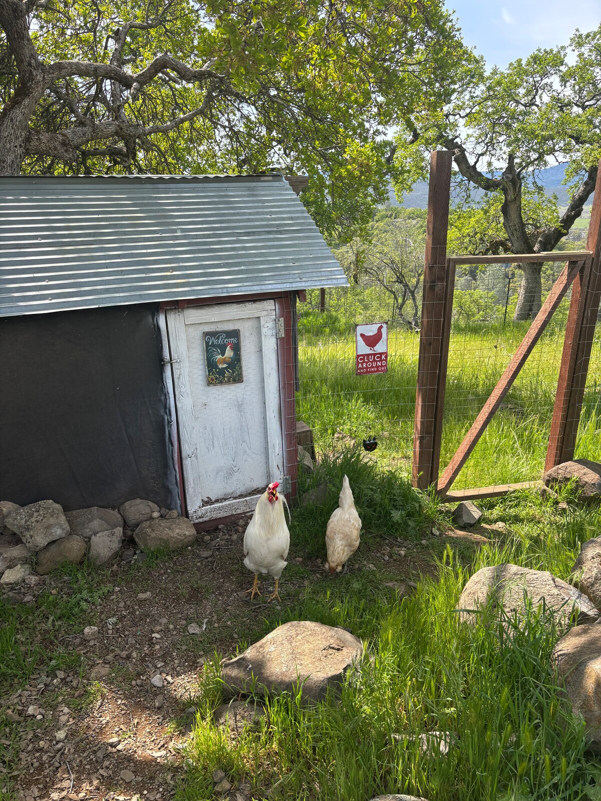 This is a farmstead on a 5 acre ranch. We have a flock of free range chickens and we use sheep to erradicate fire danger and brush not chemicals. We use permaculture principles NO 