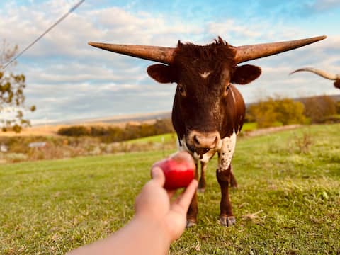 Charming Container Getaway Amidst Rural Serenity